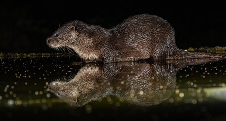 Otter in night-time hide