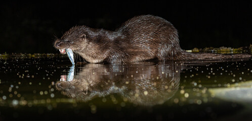 Otter in night-time hide
