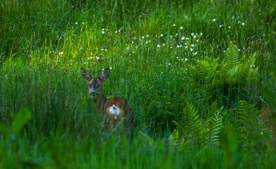Roe Deer in the woods © David