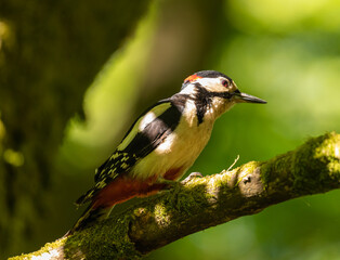 Great Spotted Woodpecker (GSW)