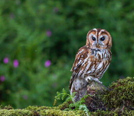 Tawny Owl