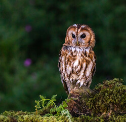 Tawny Owl