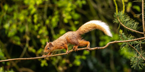 Red Squirrel