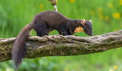 European Pine Marten