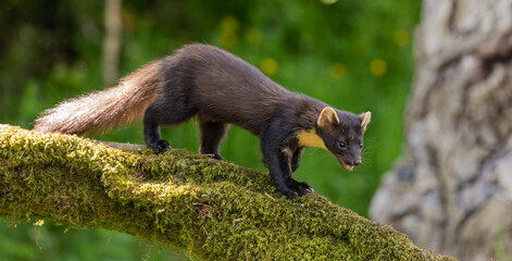 European Pine Marten