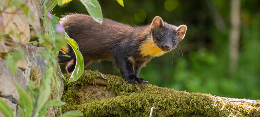 European Pine Marten