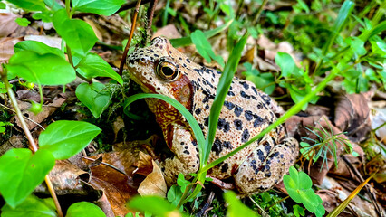 The Common Frog (Rana temporaria) in the forest with moss, plants, leaves and wood background.
