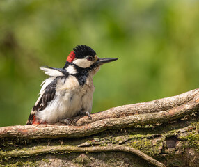 Great Spotted Woodpecker (GSW)