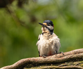 Great Spotted Woodpecker (GSW)