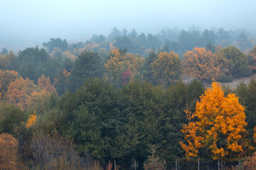 Autumn foggy forest, Bulgaria