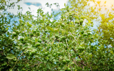 Harvest of green lemons hanging on the branches. Green lemons on a branch with background of lemons out of focus, Unripe lemons in a garden with lemons background