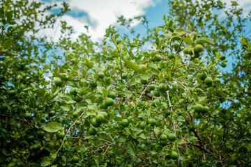 Fototapeta na wymiar Green lemons on a branch with background of lemons out of focus, Unripe lemons in a garden with lemons background. Harvest of green lemons hanging on the branches
