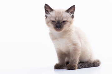 A small Siamese kitten with blue eyes sits calmly isolated on a white background. Sleepy kitten...