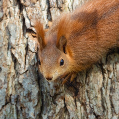 Cute and curious red squirrel on a tree trunk