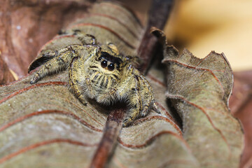 Hyllus. Hyllus diardi. Samantha jumping spider on the leaf.