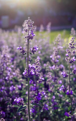 Purple catnip on a blurred background in Poland