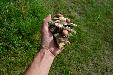 the work of an archaeologist on the excavation of a Neolithic settlement. a man holds the bones of...