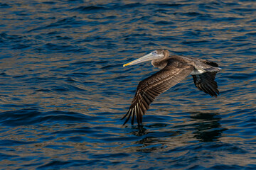 Brown Pelican flying along Puerto Penasco, Mexico