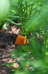 carrots in the ground growing in a garden bed	