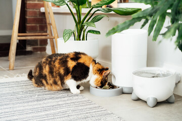 Naklejka na ściany i meble Adorable colorful cat eating from automatic smart feeder in cozy home interior. Home life with a pet. Healthy pet food diet concept. Selective focus, copy space.