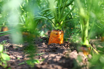 carrots in the ground growing in a garden bed