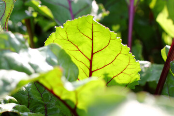 red beets growing in the garden bed	