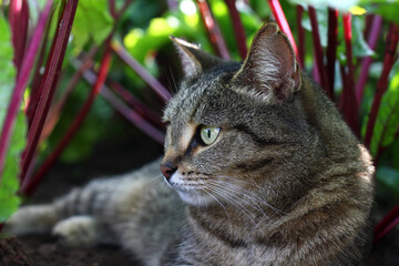 a cat resting on a vegetable garden bed	