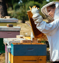 Beekeeper woman working in apiary - 520511849