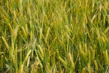 green wheat field