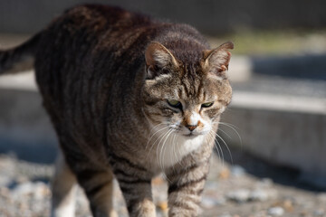 歩く猫　キジトラ白