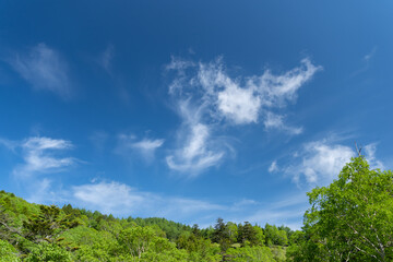 Fototapeta premium 爽やかな夏の富士見台高原