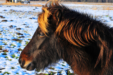 Shetland horses in front of a winter landscape