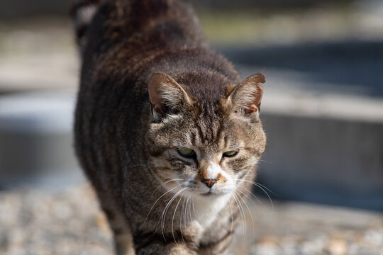 歩く猫　キジトラ白