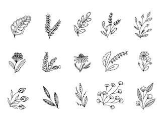 Fototapeta premium set of hand drawn doodle plant elements for floral design concept