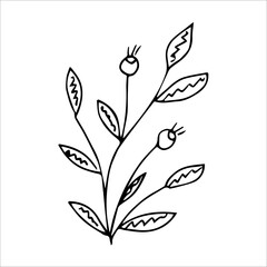 hand drawn doodle plant element for floral design concept