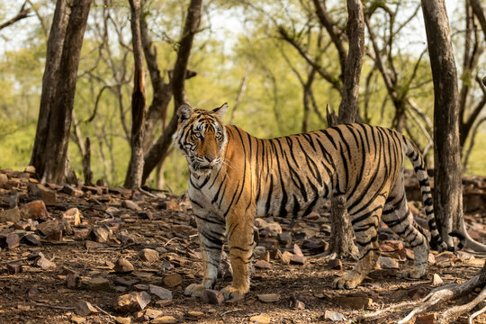wild bengal female tiger side profile standing in natural scenic green background in safari at ranthambore national park forest tiger reserve sawai madhopur rajasthan india asia - panthera tigris