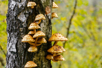 Pholiota aurivella mushrooms on a birch tree in the autumn forest.