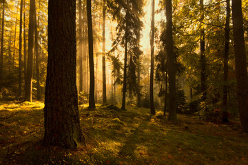 Fototapeta premium autumn forest in the morning