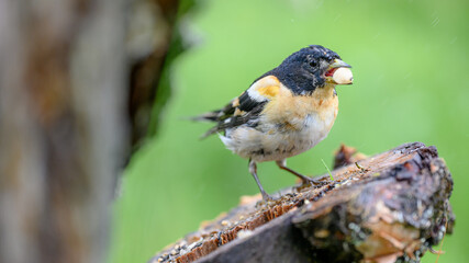 Birch finch collecting nuts at a feeder in the summer in Norway