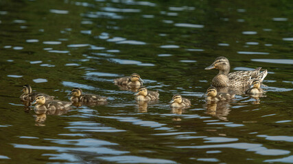 duck with ducklings in the water