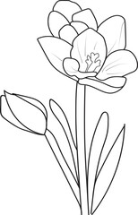 illustration of a  saffron flower