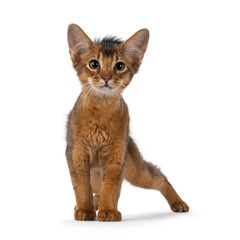 Cute ruddy Somali cat kitten, standing facing front. Looking towards camera. Isolated on a white background.