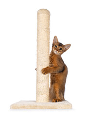 Cute ruddy Somali cat kitten, playing in scratching pole. Looking towards camera. Isolated on a...