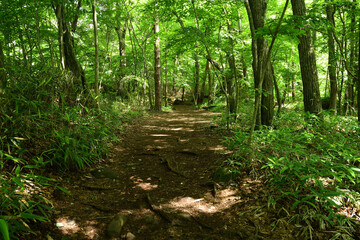 Hiking trail in natural sunny green forest.