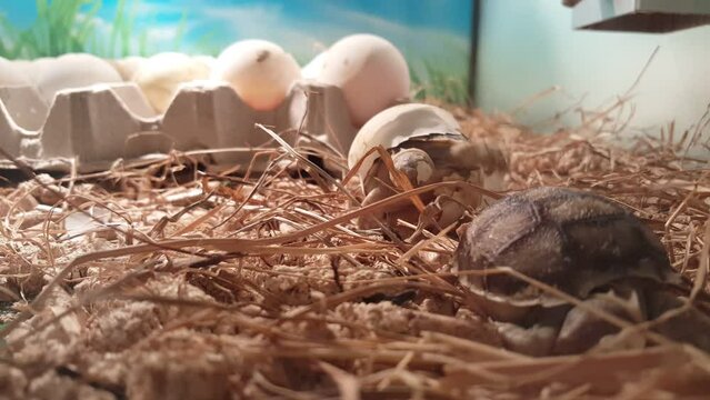 Hermann Tortoise Hatchling Breaking Out Of Egg