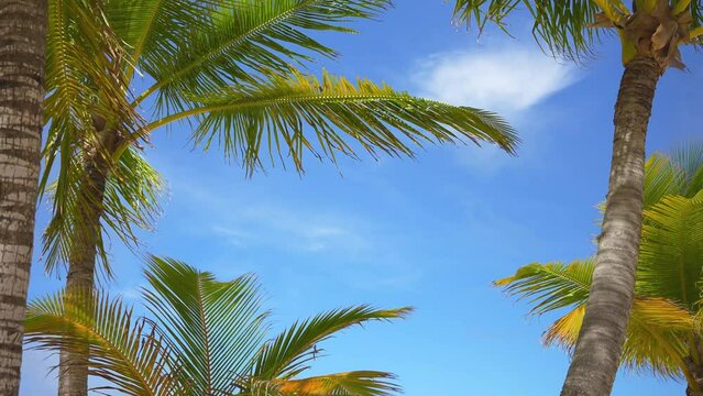 Bright colored palm trees against the azure sky on a sunny day. Tropical island nature. Green palm leaves and blue sky. Static shot camera.