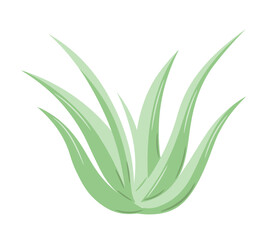 Colorful handmade aloe bush. Aloe vera plant drawing in doodle style. Isolated vector illustration.