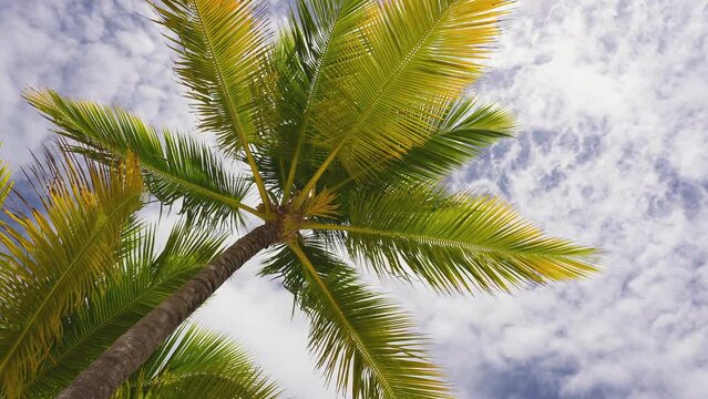 Bottom view of a coconut tree in the sky. Grid of white clouds in the blue sky. Yellow and green palm leaves sway in the sea breeze. Hawaiian beach on a sunny day. Static shot camera.