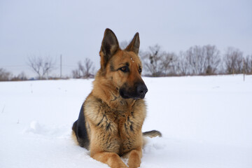 German Shepherd dog lying in the snow. German Shepherd Dog in winter. Dog performs the commands of the owner.