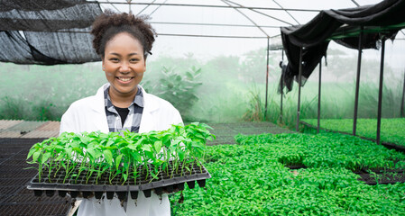 African Female agriculture expert researcher working in large greenhouse.Culvitation seedling in...